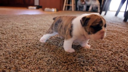 English Bulldog puppies learning to walk for the first time !