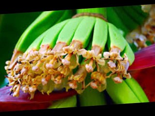 SENİ SEVERKEN- Dagbey Şiirleri