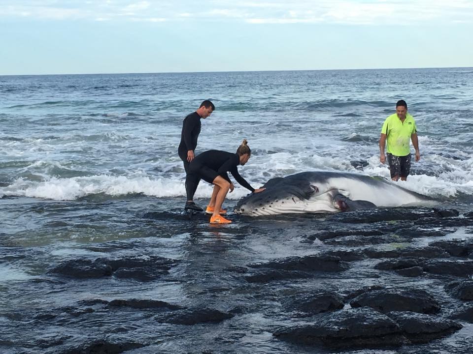 Baby Humpback Whale Trapped on Rocks Rescued by Group