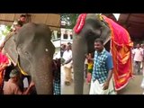 Oldest living elephant set to enter Guinness World Records