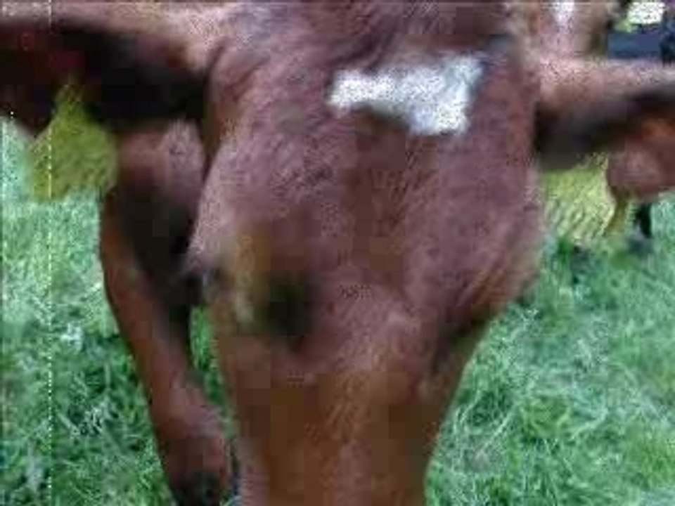 cow Kufilm
