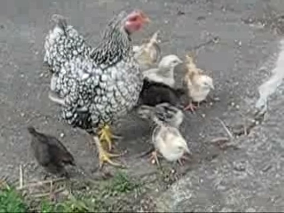 Mère poule et ses petits