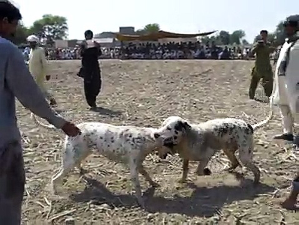bully kutta fight