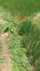 Marcher dans les rizières