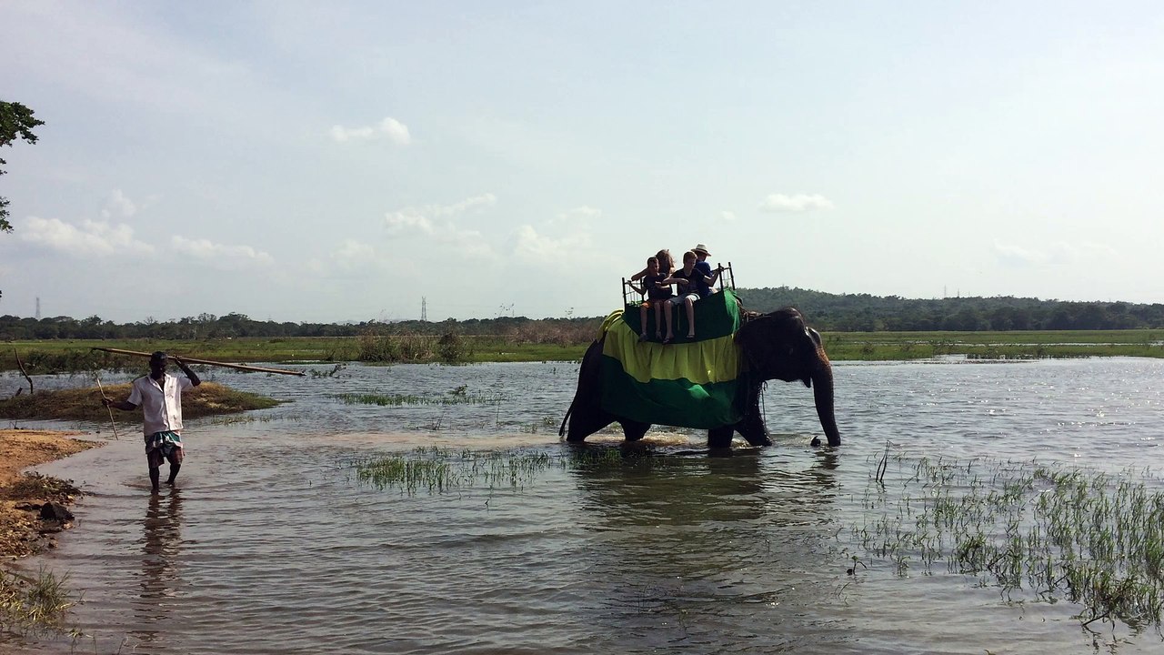 elephant