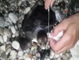 Yavru Caretta caretta son anda böyle kurtarıldı