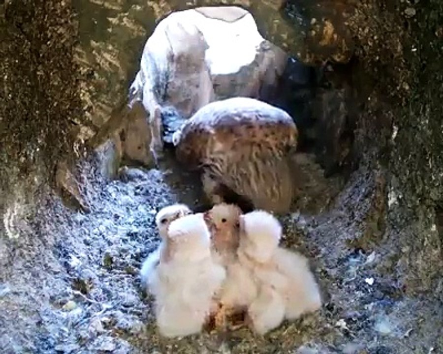 Eagle nest at mountain