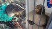 Cute seals! Baby seal stuck in fishing net, Sammy the seal passed out in ladies bathroom - TomoNews