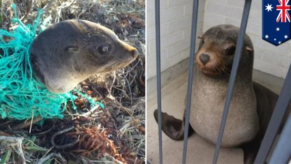 Cute seals! Baby seal stuck in fishing net, Sammy the seal passed out in ladies bathroom - TomoNews