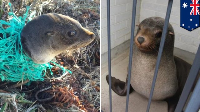 Cute seals! Baby seal stuck in fishing net, Sammy the seal passed out in ladies bathroom - TomoNews