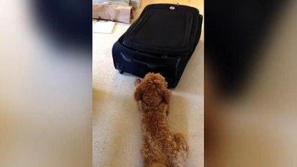 Cute Cat Hides In Suitcase