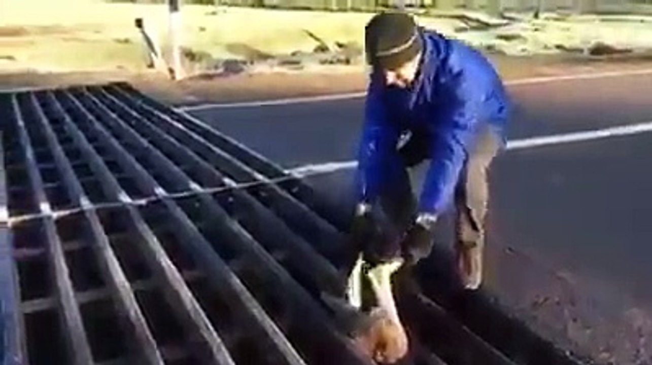 Ce héros aide un kangourou coincé dans une grille à s'échapper