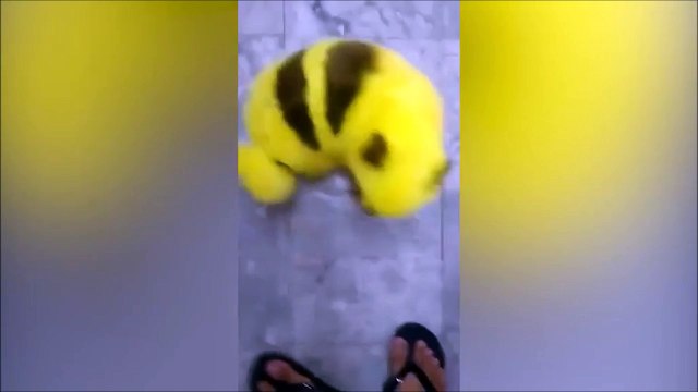 Ce fan de Pokémon Go transforme son chien en Pikachu... Il a plus qu'à lui jeter des Pokéballs