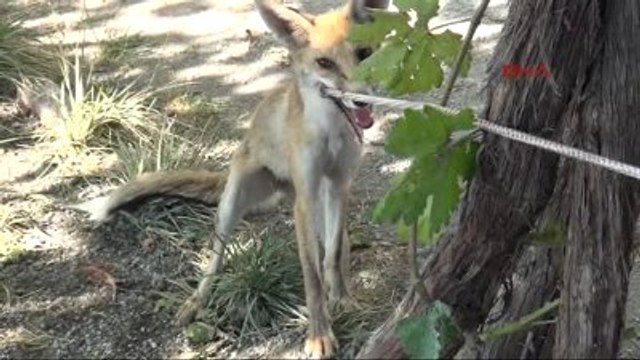 Batman Mahalleli, Bir Gecede 20 Kümes Hayvanı Telef Eden Tilkiyi Yendi