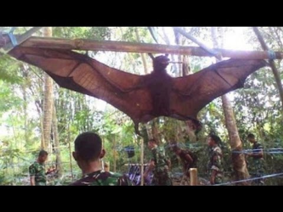 Real GIANT ANIMALS! (World's biggest! 16 AMAZING OVER-GROWN ANIMALS!)