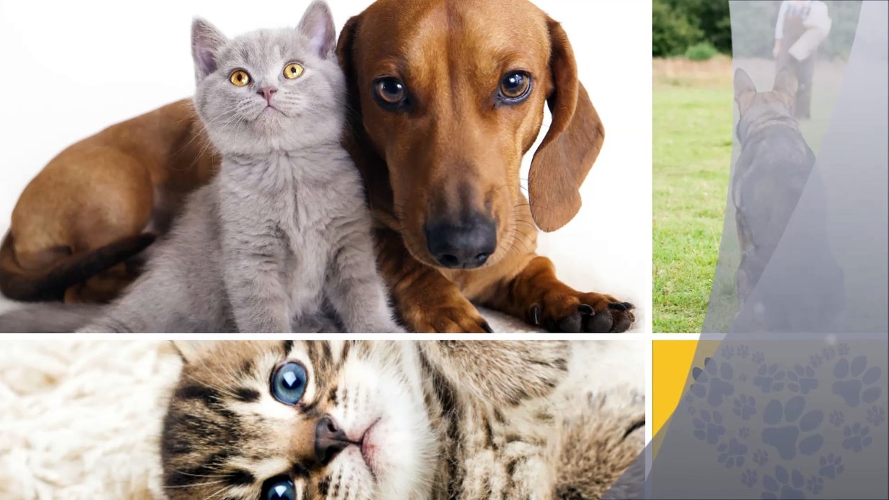 Walking Paws - (918) 606-5930