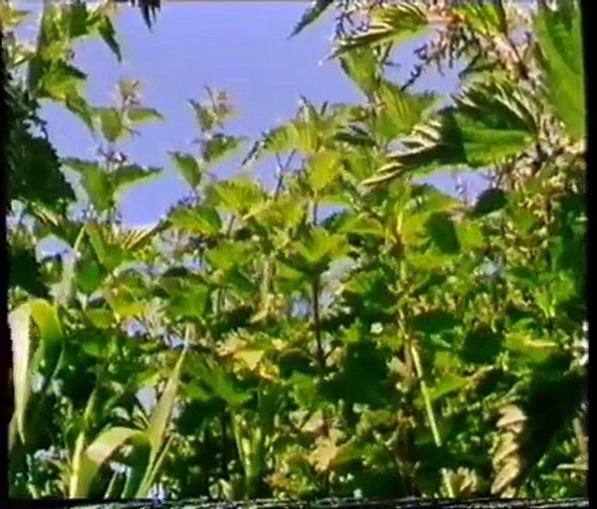 the really wild show