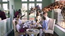 girafes dans la maison