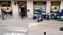 #Viral: Toro se mete al banco y ¿Quién lo saca?
