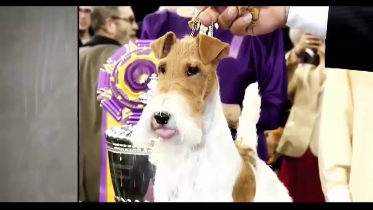 Curiosidades animais - Cães, Urso e Lagosta Boxeadora