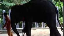 (2): Découvrez la patte bionique que cette éléphante a reçue pour marcher à nouveau
