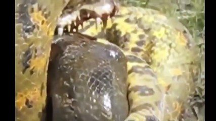 Wild Animal Attacks- การโจมตีของงูอนาคอนด้า ปะทะ จระเข้ นกนางแอ่น