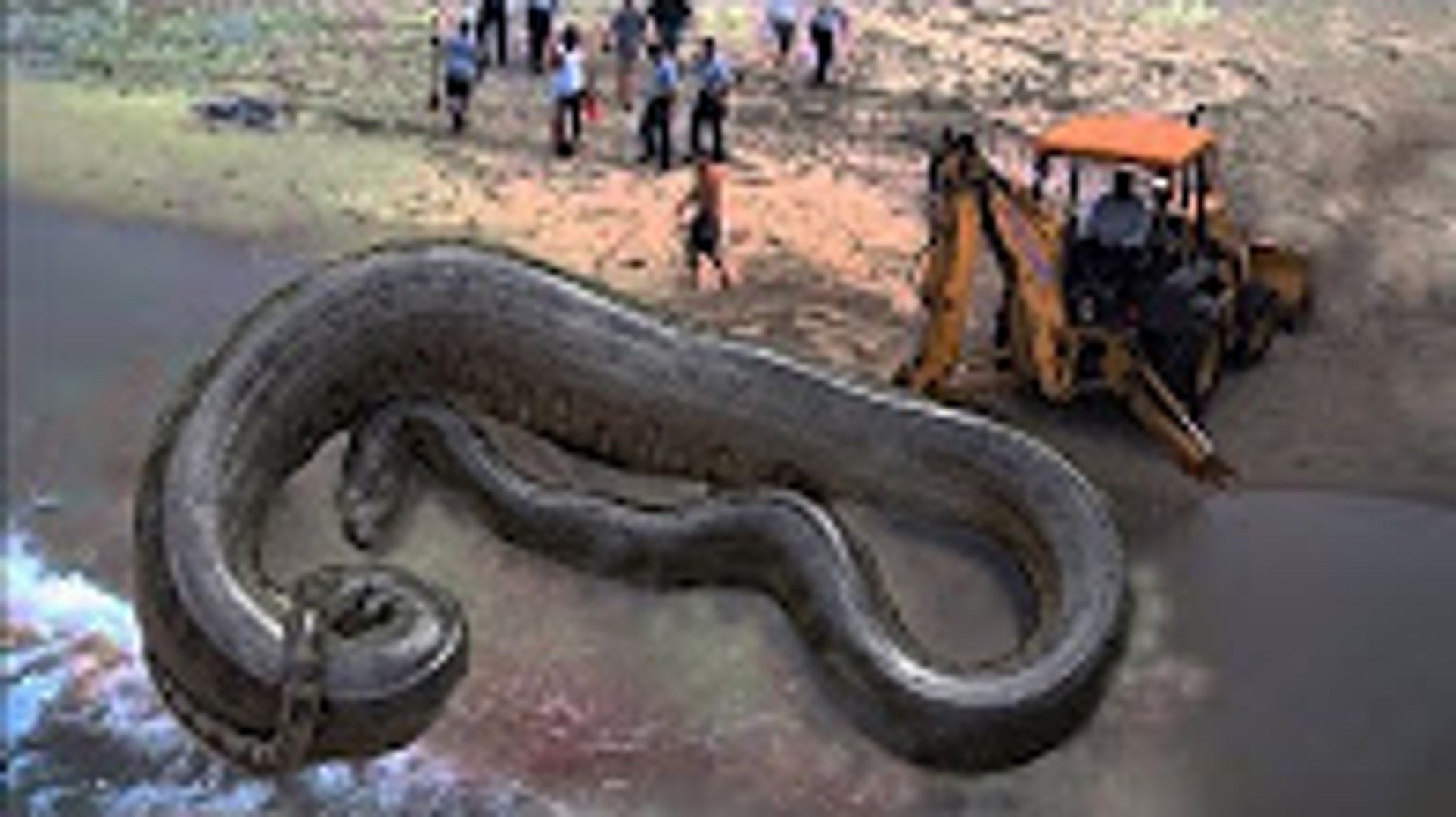 Biggest Python Snake Giant Anaconda World S Biggest Snake Found In Amazon River 3 Video Dailymotion