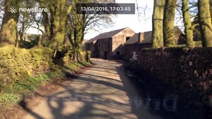 This cow does not respect the rules of the road