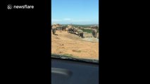 Elephants play fighting by a lake