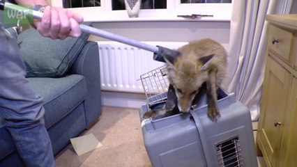 Ce bébé renard réfugié chez une dame refuse de quitter la maison !