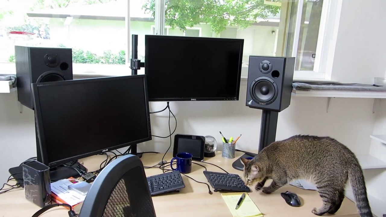 Ce chat chasse son diner en rassemblant des boules !