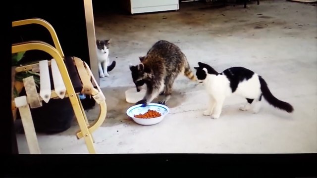 Un raton laveur s'impose pendant le dîner de chats !