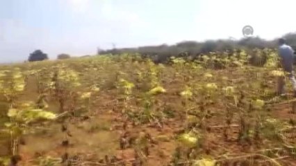 Domuzlar Ayçiçeği Hasadını Çiftçiden Önce Yaptı