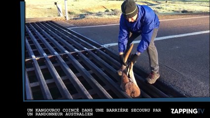 Un kangourou coincé dans une barrière secouru par un randonneur australien