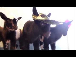 Triplet and Twin Goats Meet for the First Time