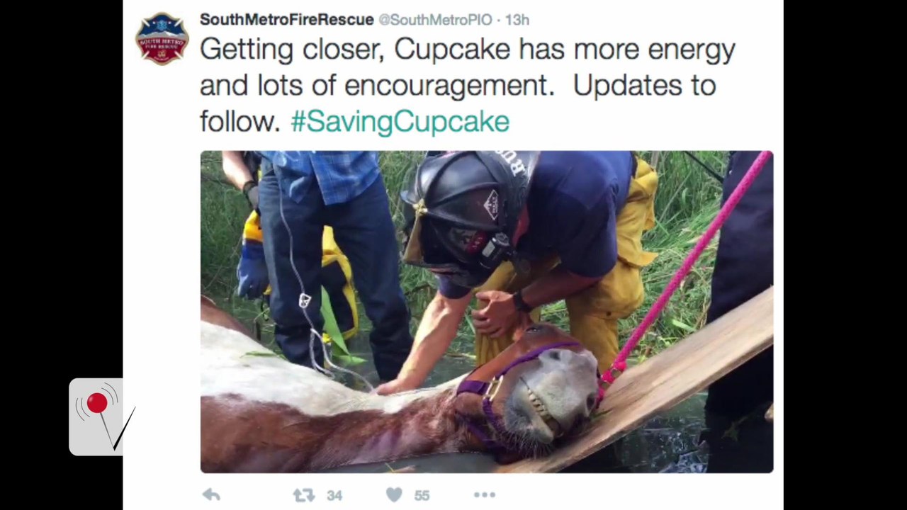 Firefighters Live Tweet Dramatic Rescue of 'Cupcake' the Horse