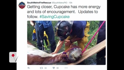 Firefighters Live Tweet Dramatic Rescue of 'Cupcake' the Horse