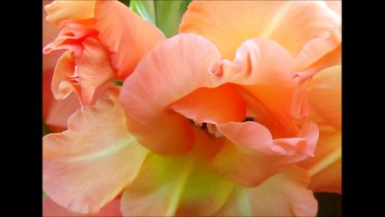 Gladiolová plátna: Václav Kovalčík, červenec 2016