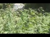Castellana (BA) - Piantagione di marijuana tra gli alberi, 5 arresti (27.07.16)