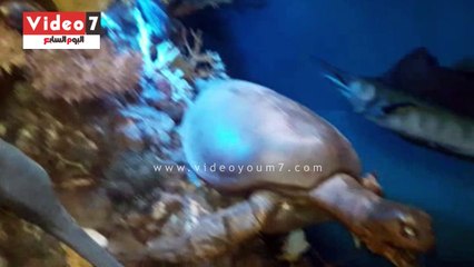"اليوم السابع" داخل متحف أقدم محطة أحياء بحرية فى الوطن العربى