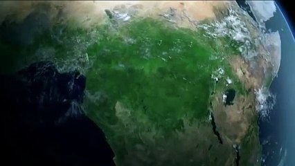 Vea cómo estos cocodrilos se comen el cadáver de un hipopótamo