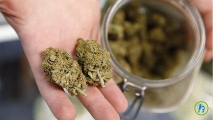 Colorado Marijuana Certified Organic