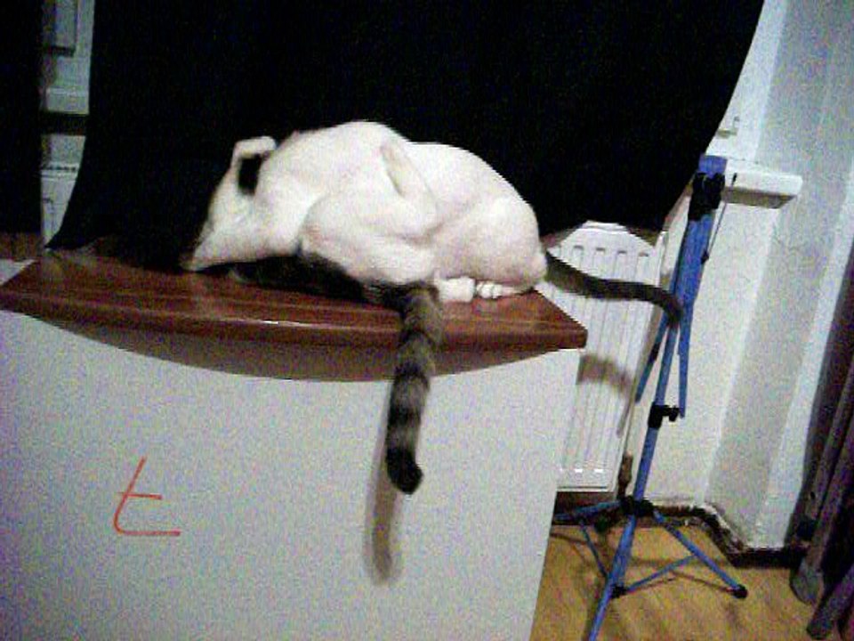 Harvey und Vinzent am 29.07.2016