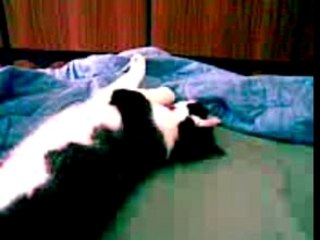 Gatto Gilberto il dormiente