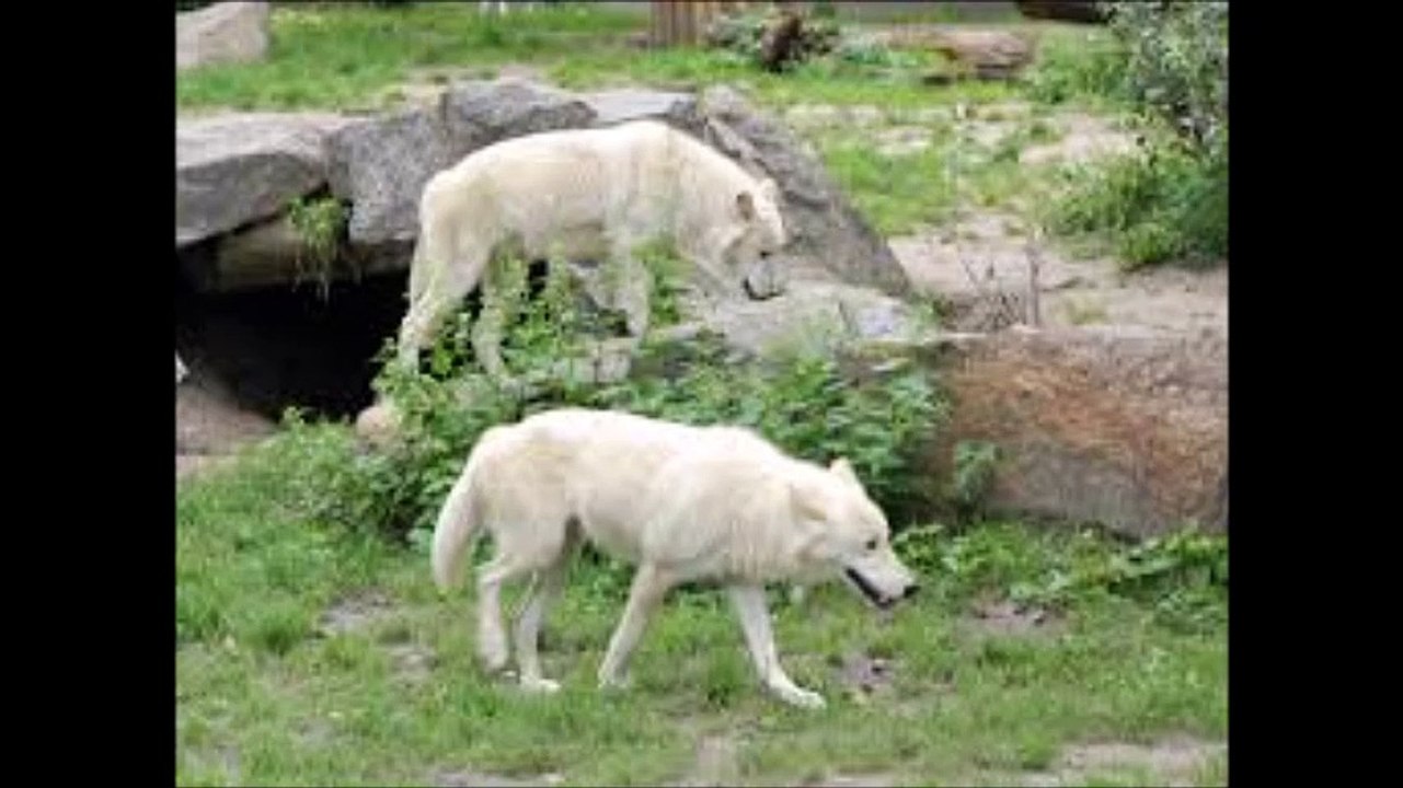 le culte du chien dans les civilisations