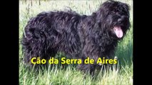 Cão da Serra de Aires sa fiche