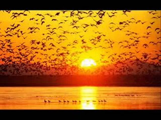 Bestami Korkmaz -  Dokunma Doktor