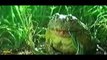 The Great Giant Frog EATS Snake IN REAL 2016  Craziest Animal Fights - YOLO