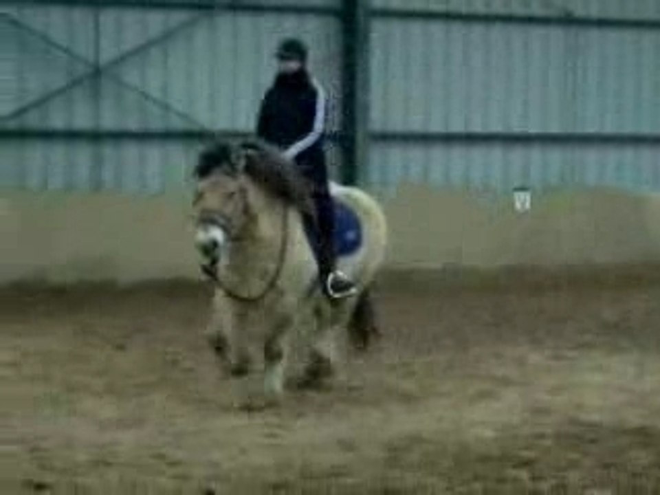 Fuego mon poney fjord adorable