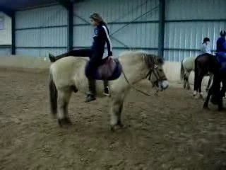 Fuego mon poney fjord morvègien , un adorable petit cheval
